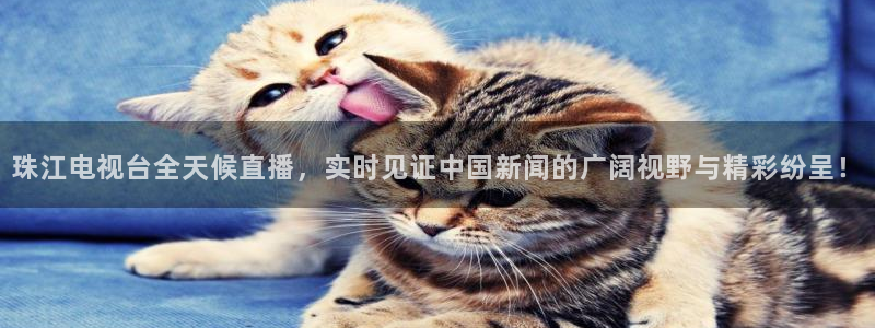 咪咕视频体育直播网页版：珠江电视台全天候直播，实时见证中国新闻的广阔视野与精彩纷呈！