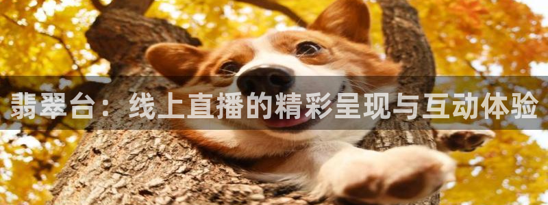 体育直播咪咕：翡翠台：线上直播的精彩呈现与互动体验