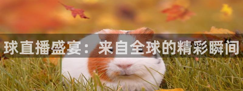 咪咕体育视频：球直播盛宴：来自全球的精彩瞬间